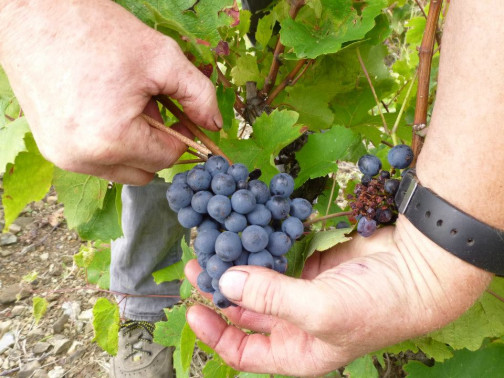 Vendanges 2012