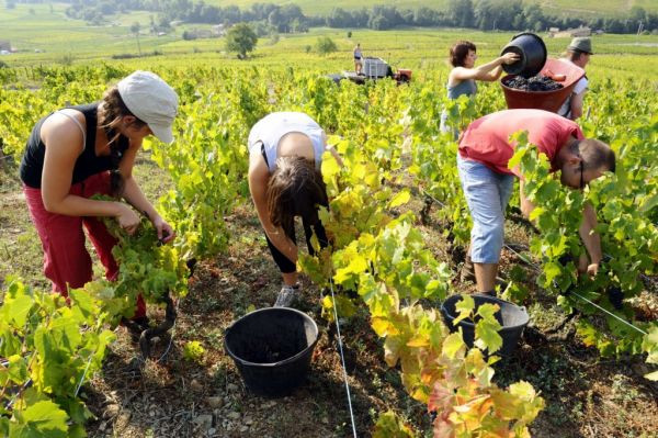 Nous restons de fervent défenseur de la vendange manuelle - 2009/09